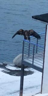 Eagle View - Nuuk - 4