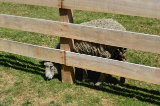 Cabanas Manzanal - 9