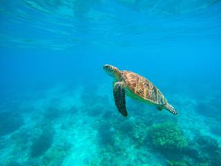 Maratua Guesthouse - Maratua Atoll - 6