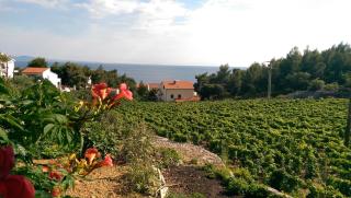 Apartmani Sandro - Ivan Dolac - 3