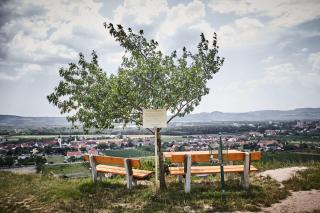 Schmankerl und Gast - Rohrendorf bei Krems - 9