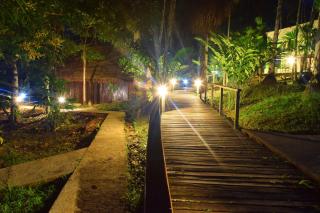 Ceiba Tops - 5