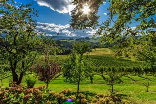 Farm Stay Jarc Vineyard - Svečina - 9