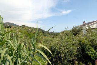 Villa Caribe affittacamere - Monterosso al Mare - 7
