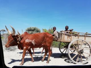 Hôtel Safari Vezo Anakao - 2