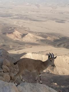 Desert Peace - Mitzpe Ramon - 0