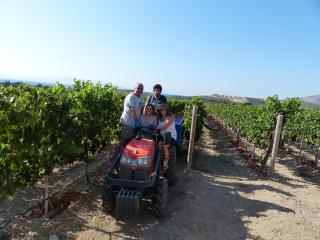 Datça Vineyard Guesthouse - Over 14 years old only - Datça - 4