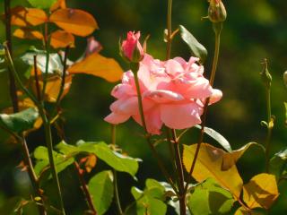 Apartment Petrovic - Slunj - 2