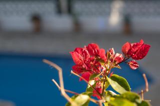 Villa Ritter - three bedroom with private pool - by Holiday Rentals Villamar - 5