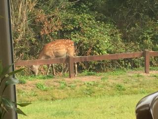 2 Mile Lodge - Kenmare - 7