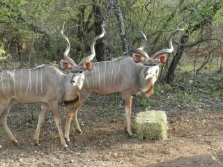 BUFFALO - Marloth Park - 8