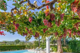 Casa La Palmera - Pollença - 2