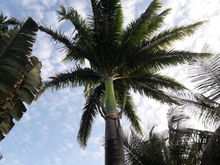 ti case gwada location - Sainte-Anne - 9
