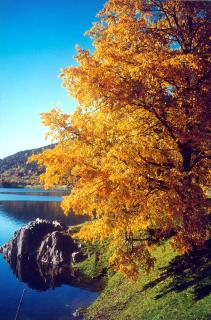 Hotel Miramonti - Bedollo - 3