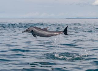 Dolphin Quest Costa Rica - Piedras Blancas - 7