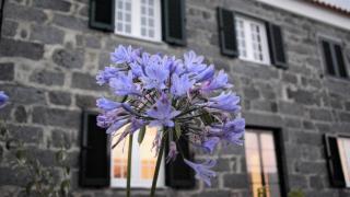 BELO CAMPO - Ilha do Faial (Horta) - Castelo Branco - 5