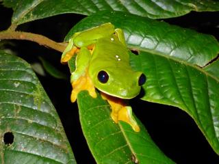 Yatama Rainforest Ecolodge - Sarapiquí - 5