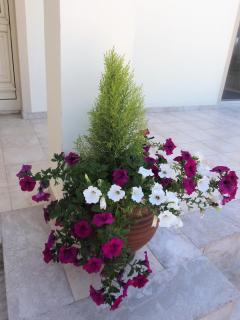 Citrus Grove Villa - Argaka - 2
