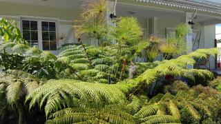 La Belle Créole - 1