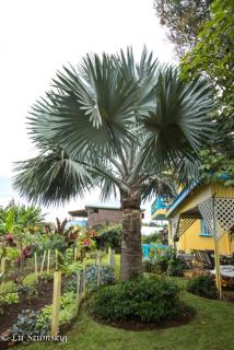 Jacoway Inn - Calibishie - 7