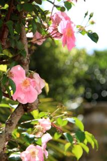 B&B Monsellato - Presicce - 4