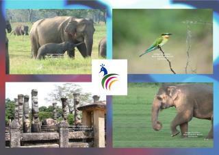 New Peacock Resort - Dambulla - 1