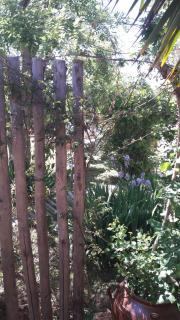 Studio dans jardin - Sète - 4