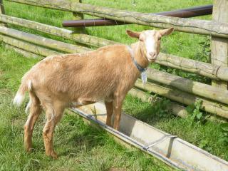 Sharlands Farm Holiday Cottages - Bude - 8