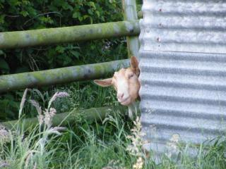 Sharlands Farm Holiday Cottages - Bude - 7