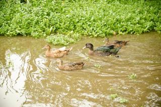 Sharlands Farm Holiday Cottages - Bude - 6