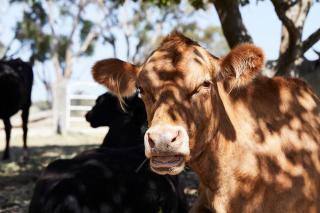Ridgemill Estate - Stanthorpe - 7