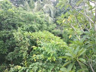 Utari House - Ubud - 4