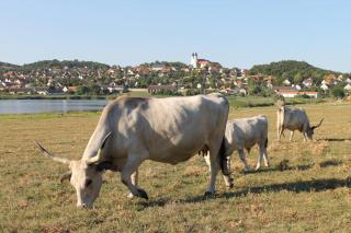 Napkelte Apartman - Tihany - 3