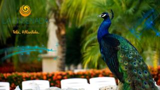 La Ensenada Beach Resort - Tela - 3