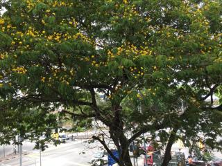 Macallum Budget Muslim Homestay - George Town - 1