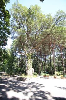Villa alla Baia d'argento - 9