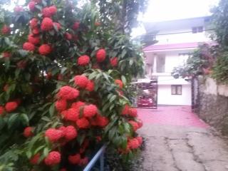 Mount Spring Valley Homestay - Thekkady - 4