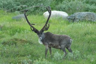 Guesthouse Haltinmaa - Kilpisjärvi - 1