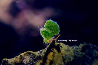 Villa Alba Bali Dive Resort - 7