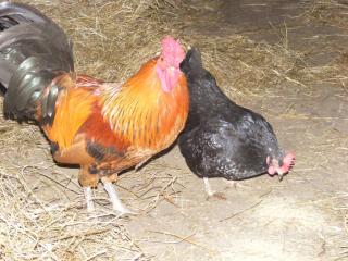 Ferme Hurlet - 1