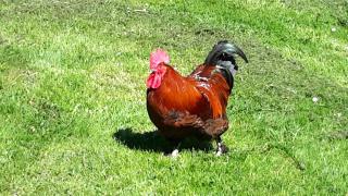 BodenSEE Apartment Neukirch Wangener Strasse - Neukirch - 8