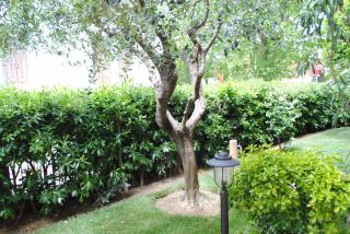 B&B La Gatta Blu - Cattolica - 4