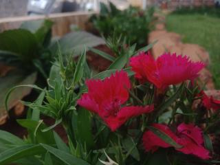 Aanvis inn - Ooty - 6