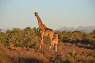 Berluda Farmhouse and Cottages - Oudtshoorn - 6