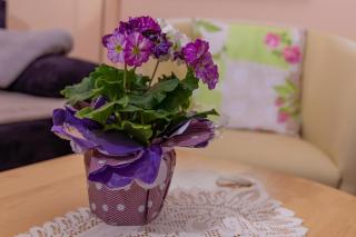 Kimi's House - FeWo - Burg an der Mosel - 6