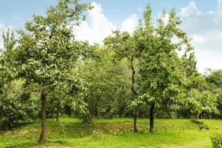 Daraselia Family guesthouse - 2