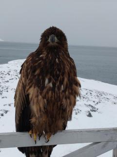 Eagle View - Nuuk - 5