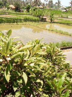 Mesari Homestay & Warung - Amed - 1