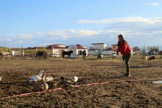 Paradise Investment Resort - Telavi - 5