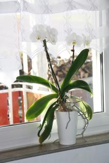 CasaJansen - Große Wohnung im Dreistädte-Eck - 7